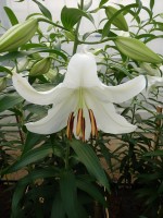 [4235 Casa Blanca TYS No02.JPG]